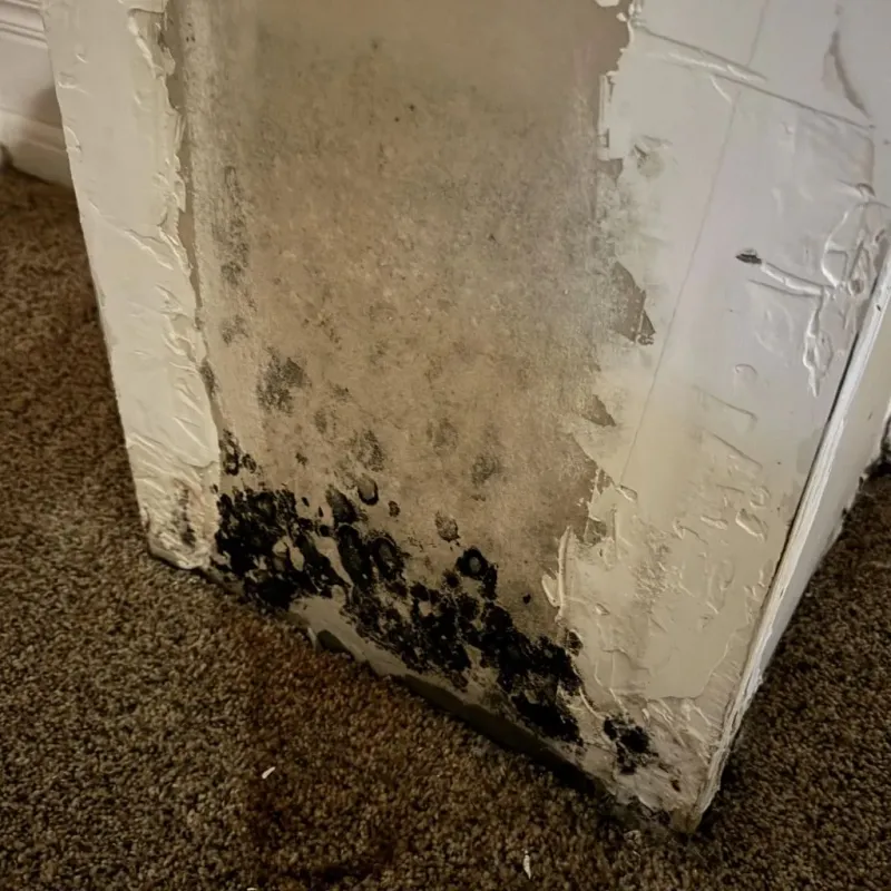 Professional Mold Removal in McNairy County, TN